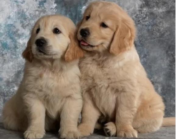 4275066  Cuccioli di Golden Retriever